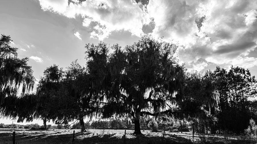 The Big Tree Photograph by Bill Howard