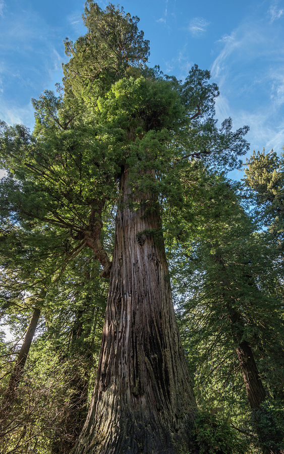 The Big Tree Photograph by Loree Johnson