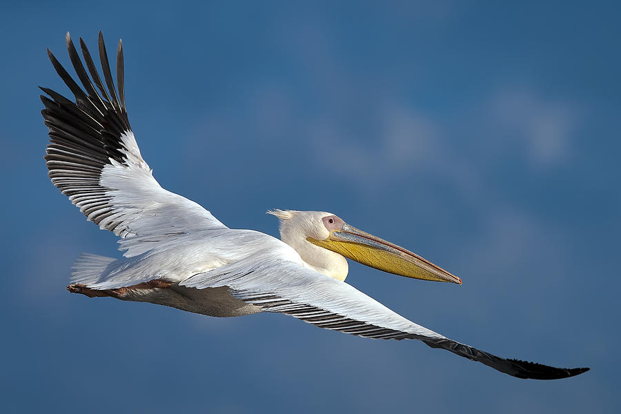 Pelican Photograph - The Biggest by E.amer