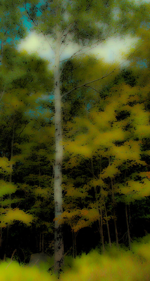 The Birch on Maple Ridge Photograph by David Patterson