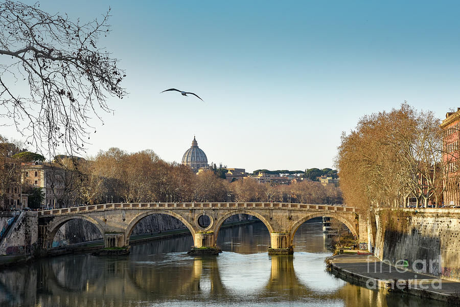 The Bird above the Ponte Sisto- Roma Photograph by Catherine Sullivan