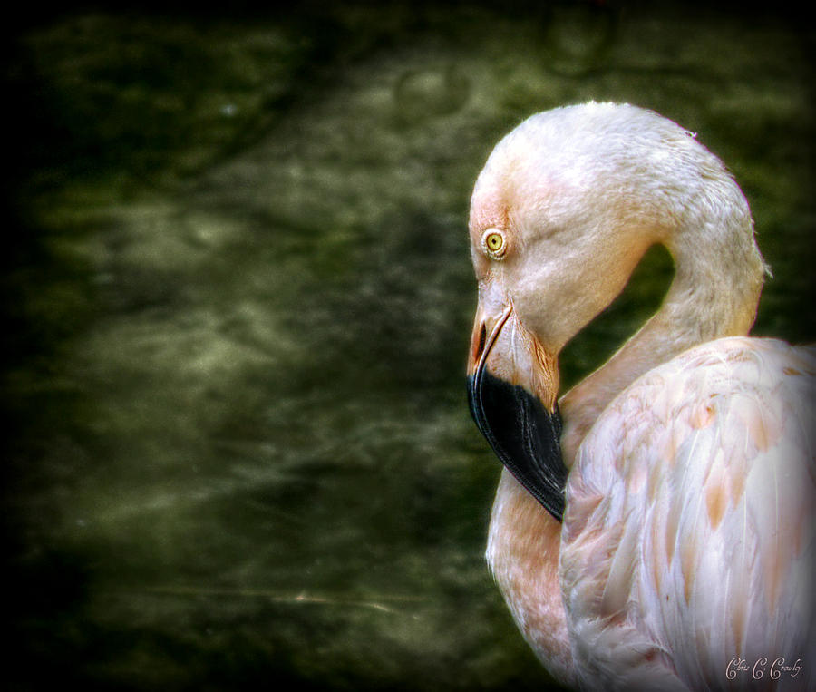 Flamingo Photograph - The Bird Ballerina by Chris Crowley