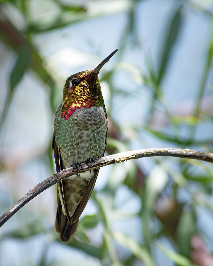 The Bird in the Foil Mask -- Annas Hummingbird in Templeton, California Photograph by Darin Volpe
