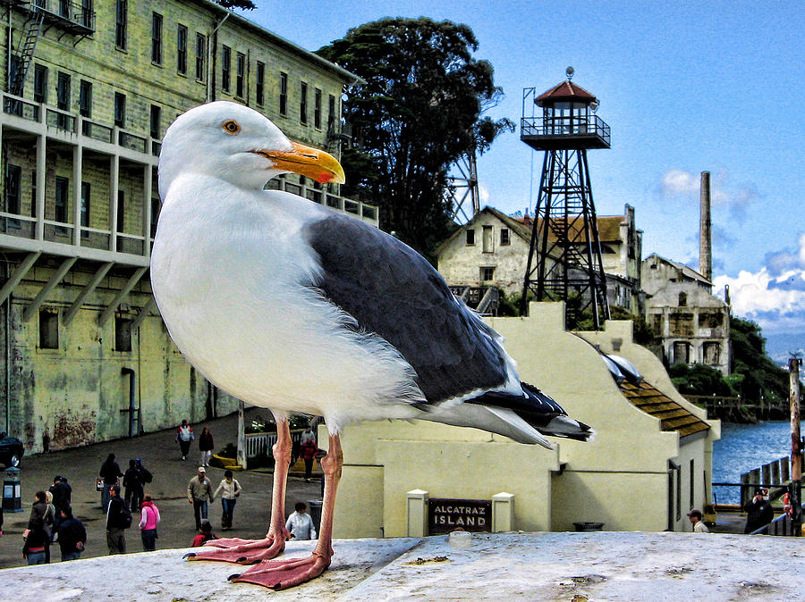 The Bird of Alcatraz Photograph by Nigel Fletcher-Jones