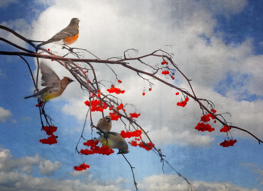The Bird Tree Photograph by Andrea Kollo