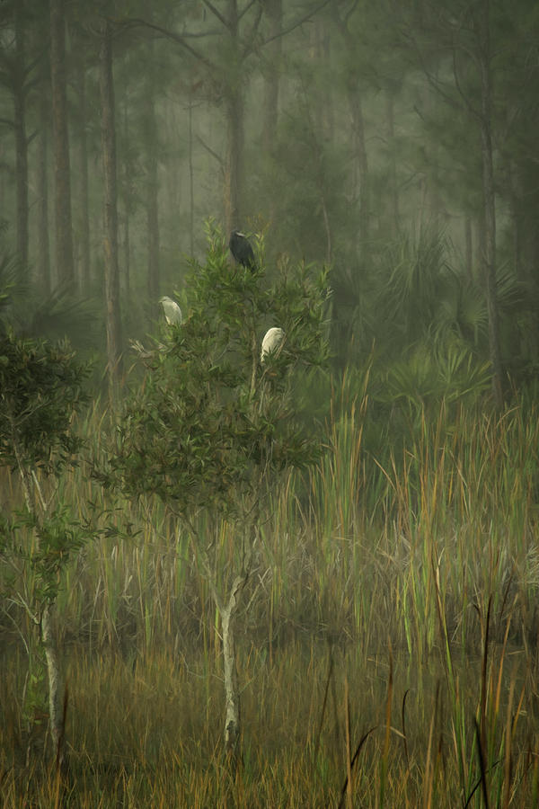 The Bird Tree in the Fog Photograph by Mitch Spence