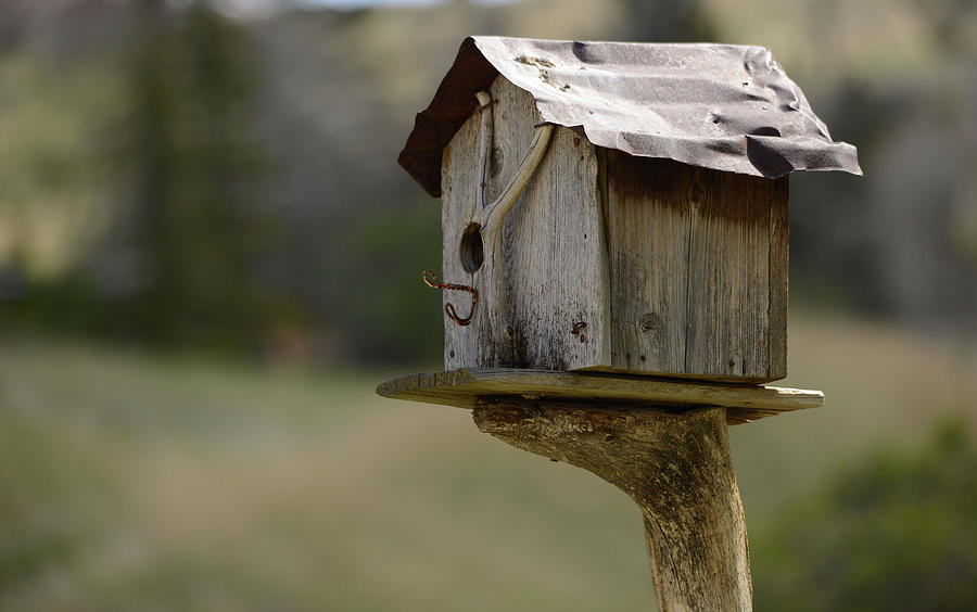 The Birdhouse Photograph by Whispering Peaks Photography