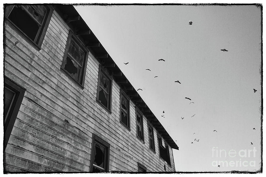 The Birds Photograph by Ana V Ramirez