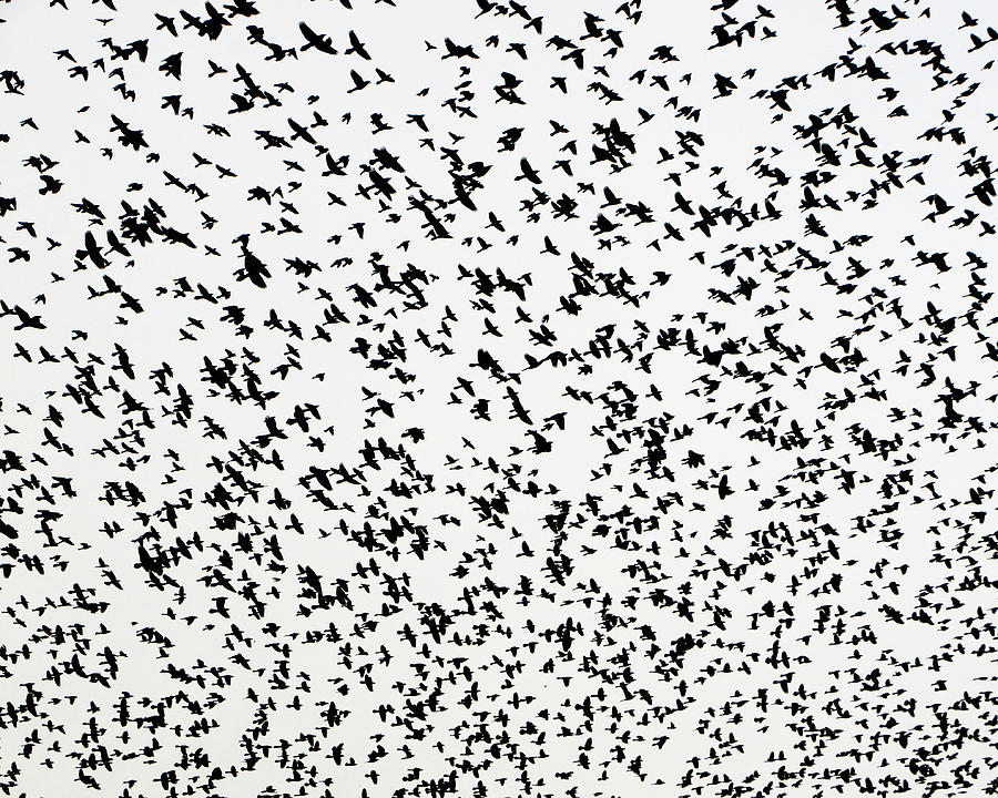 The Birds Photograph by Christopher McKenzie