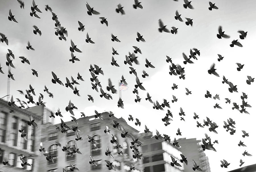 THE BIRDS by Joanne Brown THE BIRDS by Joanne Brown