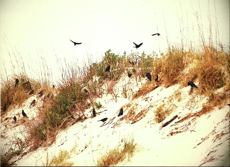 Beach Photograph - The Birds by Kate Gainard