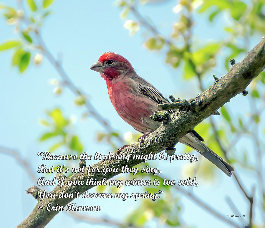 Finch Mixed Media - The Birdsong - Spring Quote by Brian Wallace