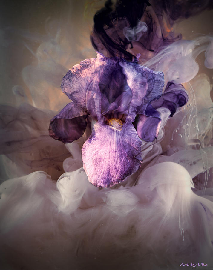 Abstract Digital Art - The birth of the Iris by Lilia S