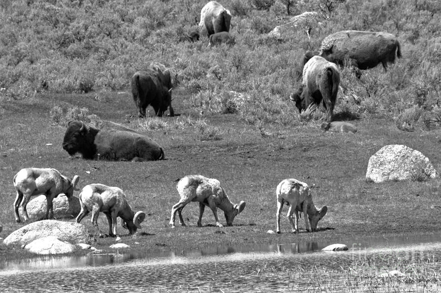 The Bison And The Bighorns Black And Whtie Photograph by Adam Jewell