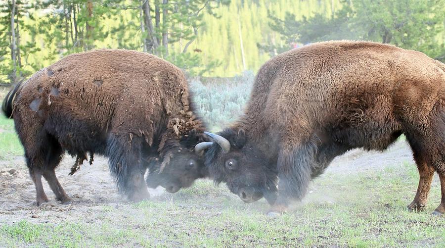 The Bison Clashing Photograph by Madhusuthanan Sundararajan - Fine Art ...