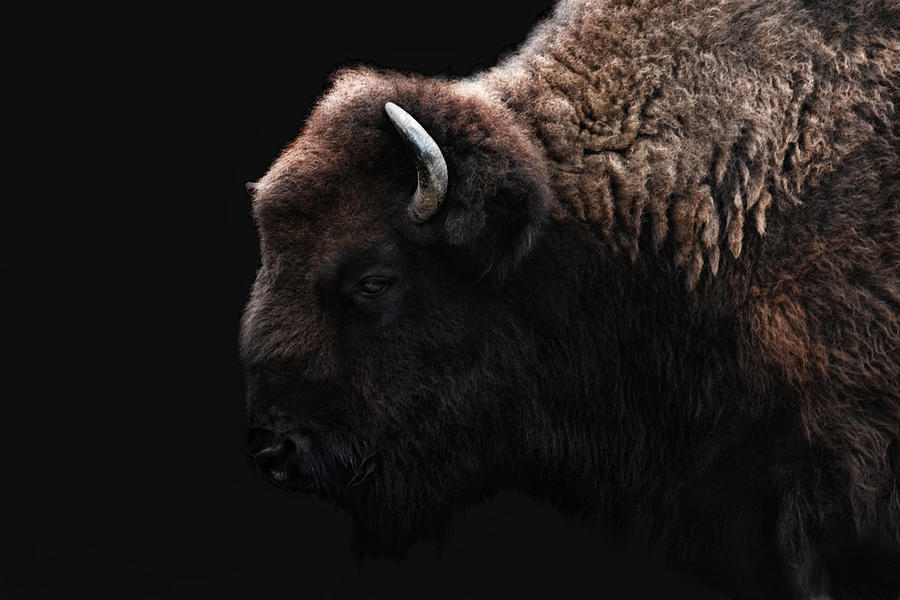 Animal Photograph - The Bison by Joachim G Pinkawa
