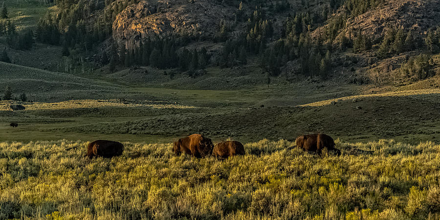 The Bison Rut In Yellowstone Photograph by Yeates Photography