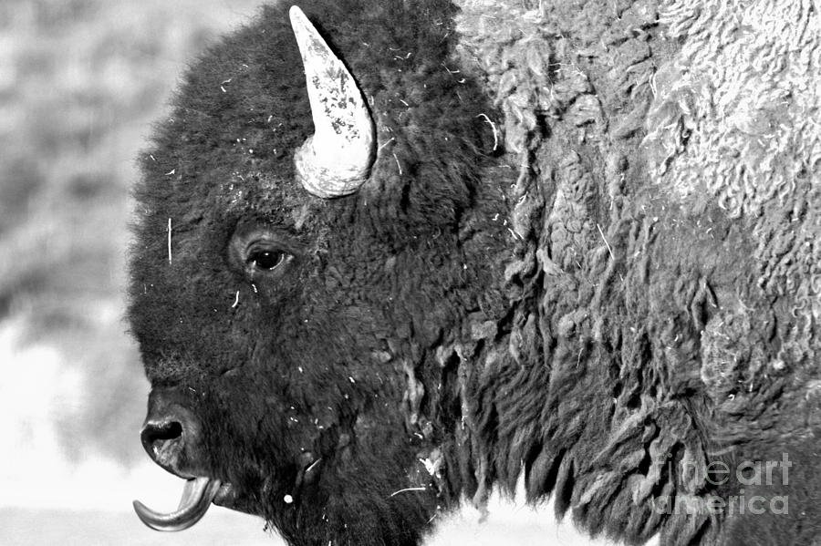 The Bison Tongue Black And White Photograph by Adam Jewell
