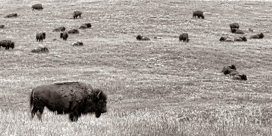 Buffalo Photograph - The Bisons by Olivier Le Queinec
