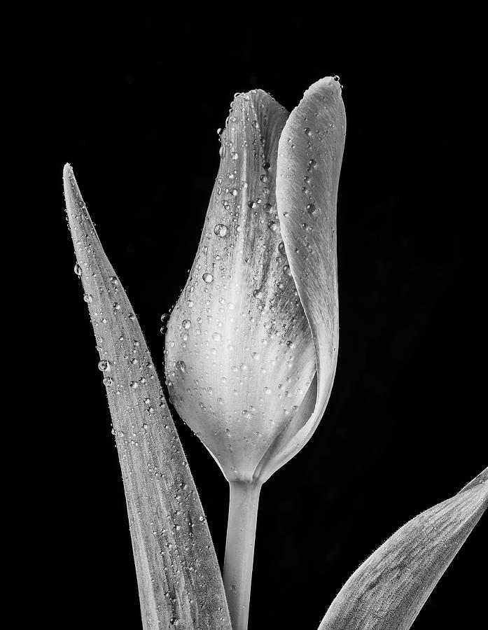 The Black And White Tulip Photograph by Garry Gay