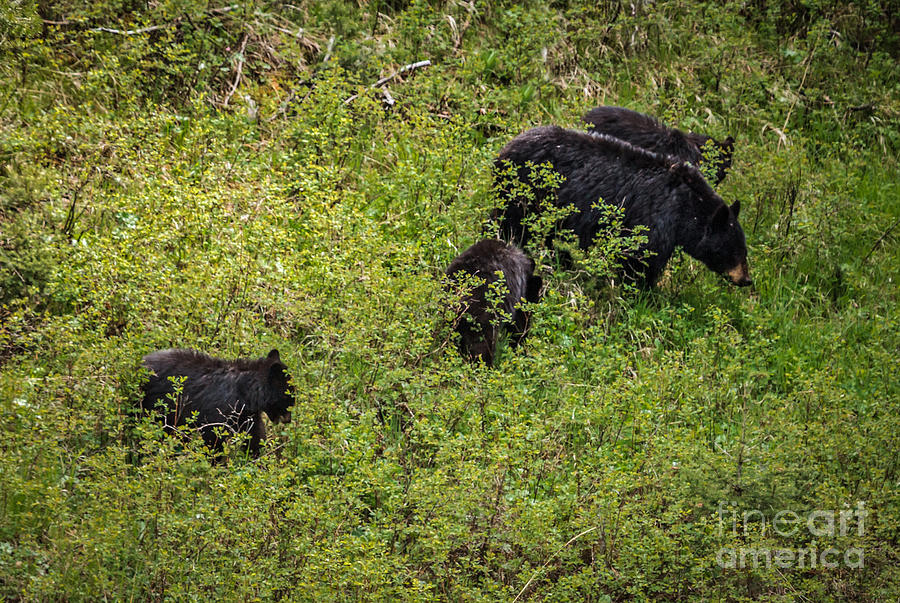 The Black  Bear Family Photograph by Robert Bales