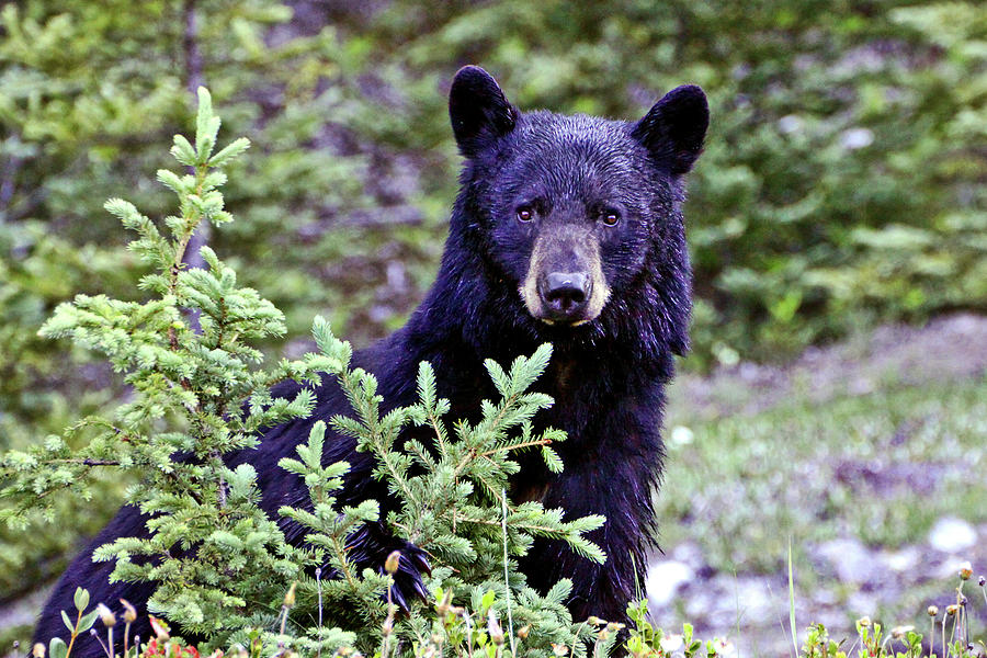 The Black Bear Stare Photograph by Scott Mahon