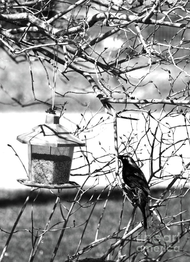 The Black Bird Photograph by Becca Wilcox