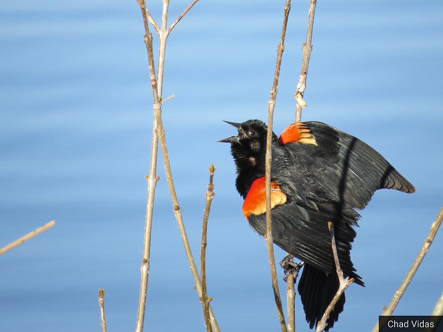 The Black Birds Song Photograph