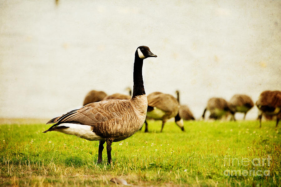 The Black Canada Goose Photograph by Mary Jane Armstrong