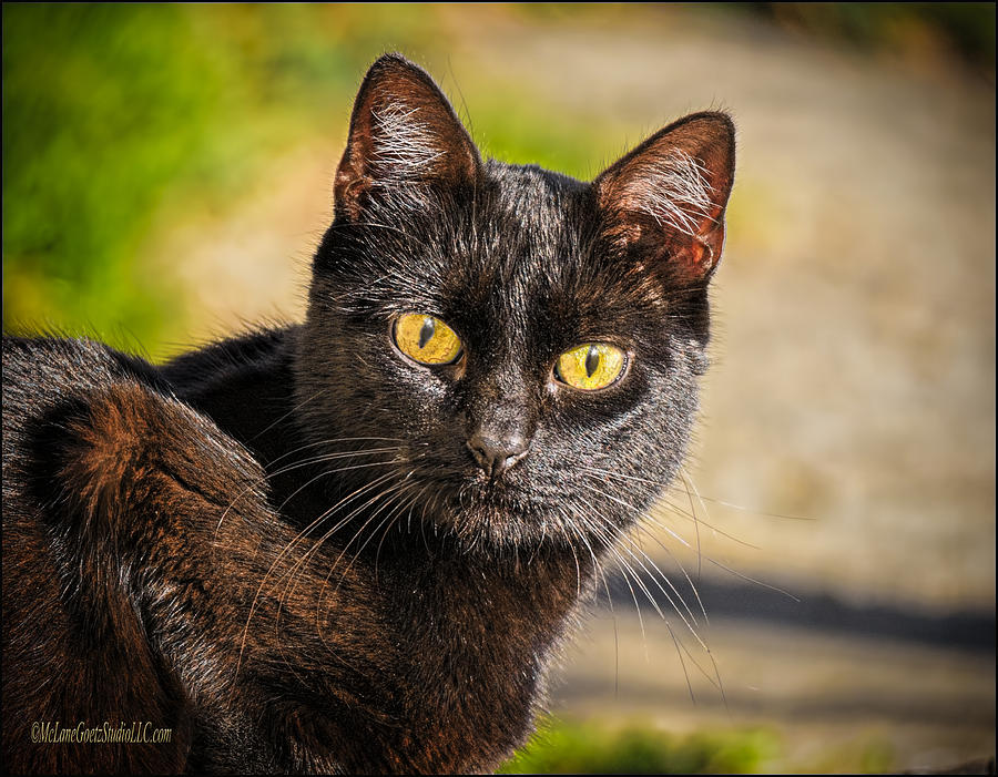 The Black Cat Photograph by LeeAnn McLaneGoetz McLaneGoetzStudioLLCcom