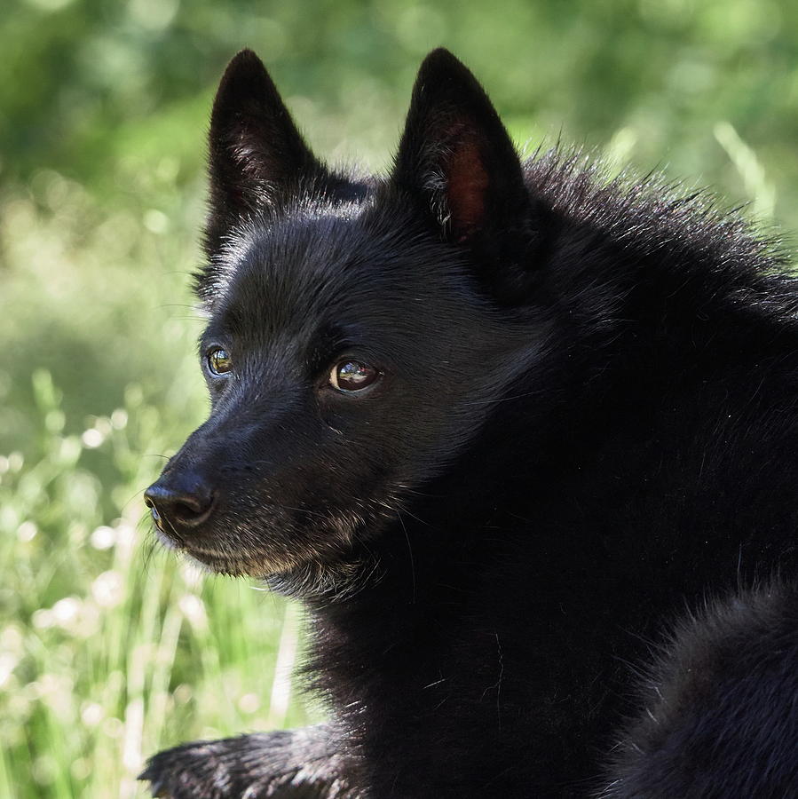 The Black Dog Photograph by Jouko Lehto