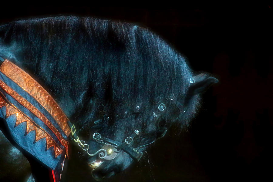 Horse Photograph - The Black Horse IV by Amanda Struz