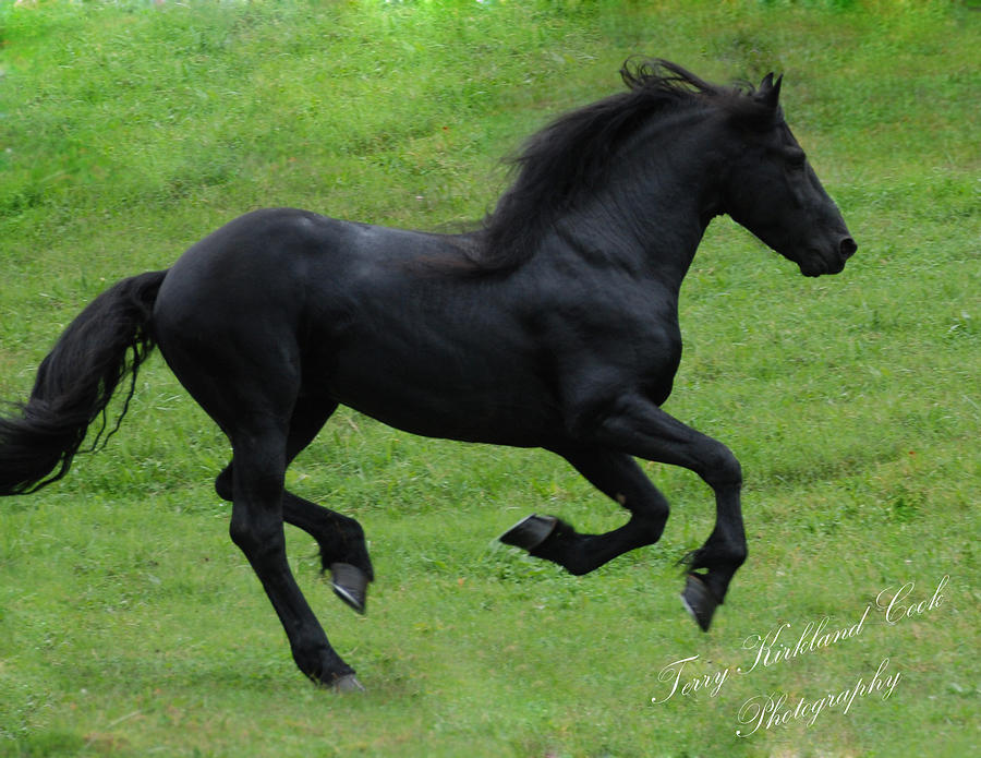 The Black Horse Photograph by Terry Kirkland Cook