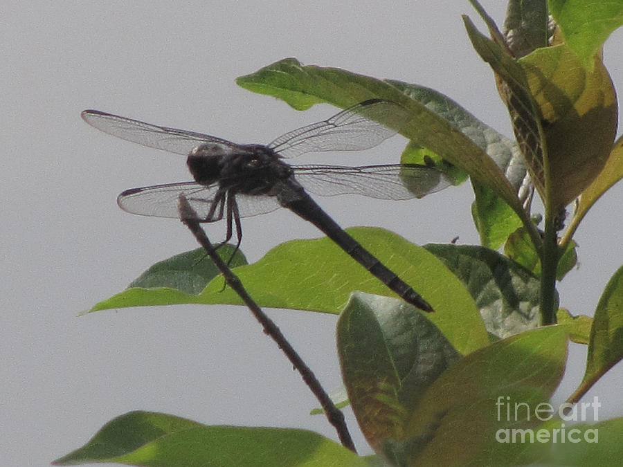 The Black  Saddlebags Dragonfly Photograph by Donna Brown