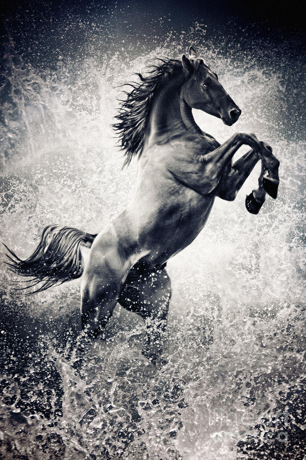 The Black Stallion Arabian Horse Reared Up Photograph by Dimitar Hristov