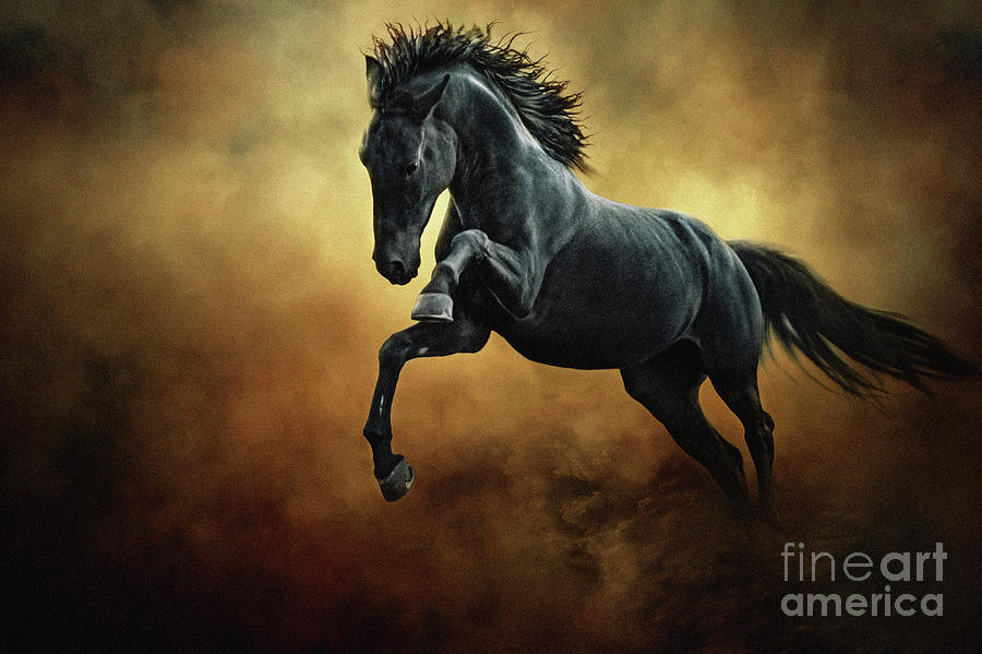 The Black Stallion in Dust Photograph by Dimitar Hristov