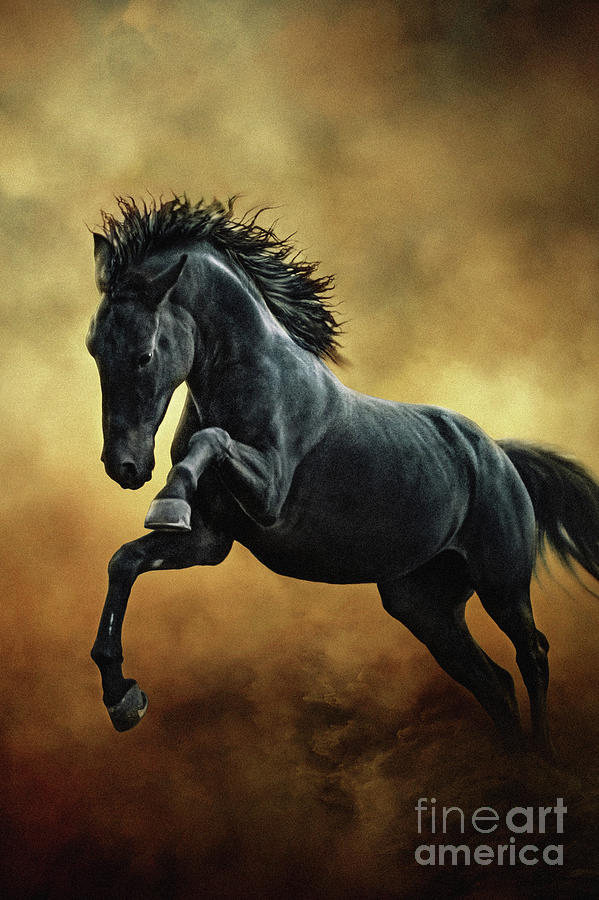 The Black Stallion in Dust II Photograph by Dimitar Hristov