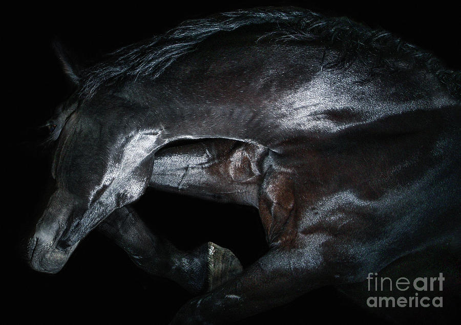 The Black Stallion The Black Beast Photograph by Dimitar Hristov