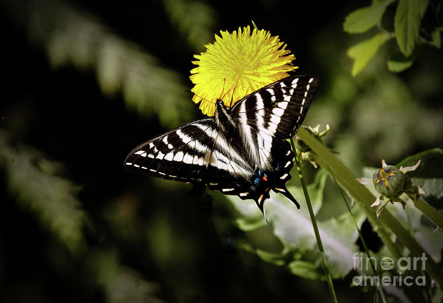 The Black Swallowtail Butterfly Photograph by Robert Bales