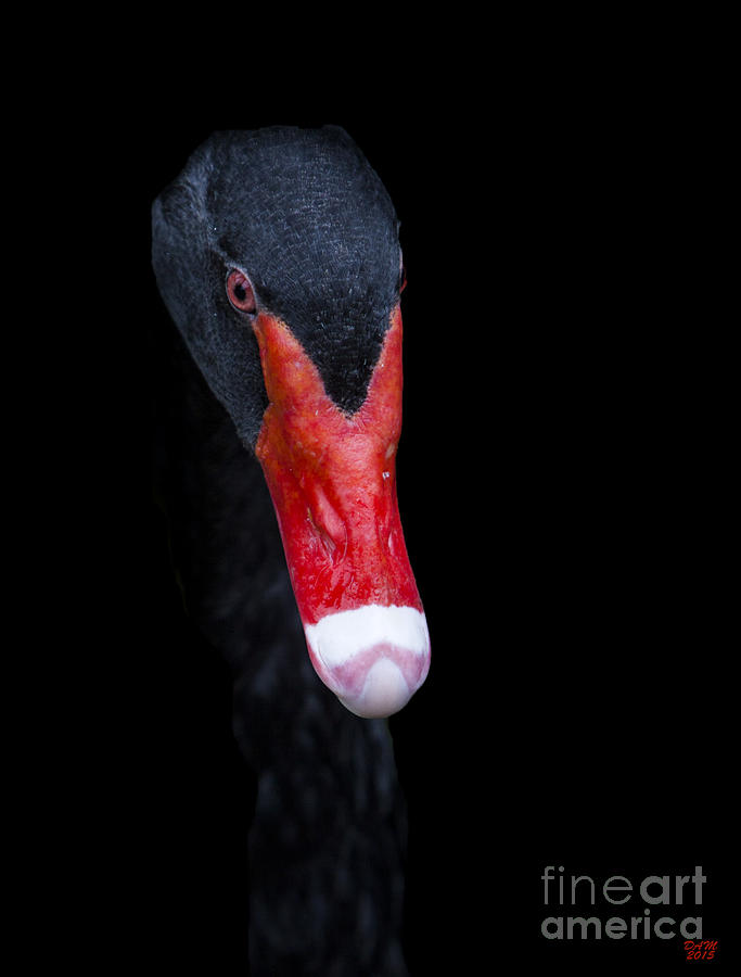 The Black Swan Photograph by David Millenheft