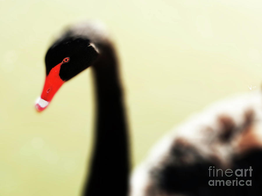 The Black Swan . R9566 Photograph by Wingsdomain Art and Photography