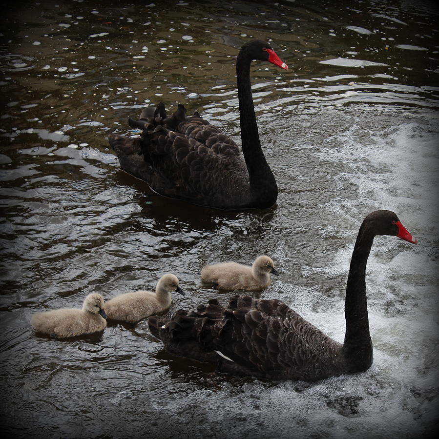 The Black Swans of Dawlish Photograph by Pete Rigby | Fine Art America