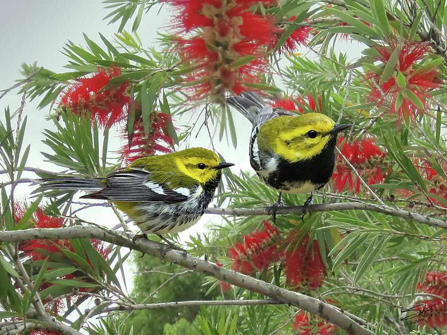The Black-throated Green Warbler Painting by M Spadecaller
