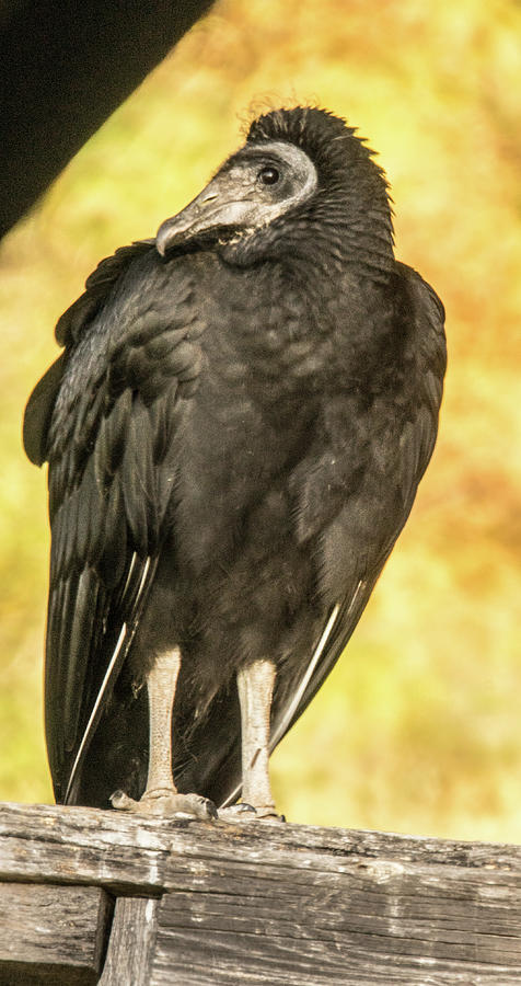 The Black Vulture Say He Went That Way Photograph by Douglas Barnett