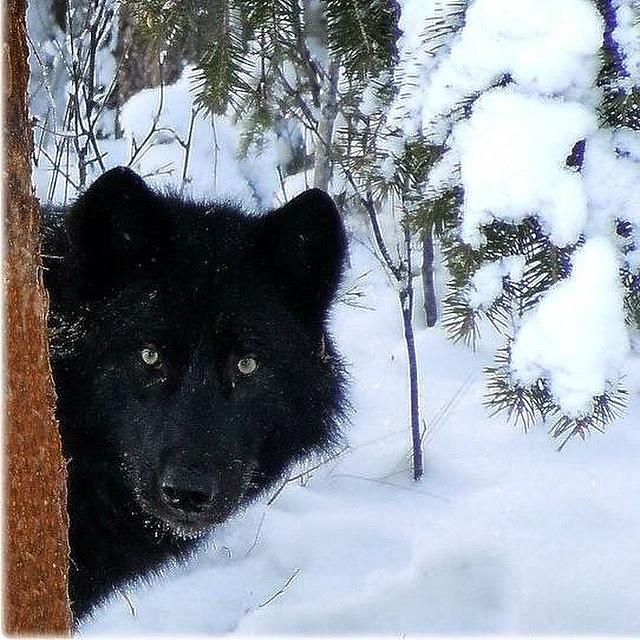 The Black Wolf Photograph by Mary Sword | Fine Art America