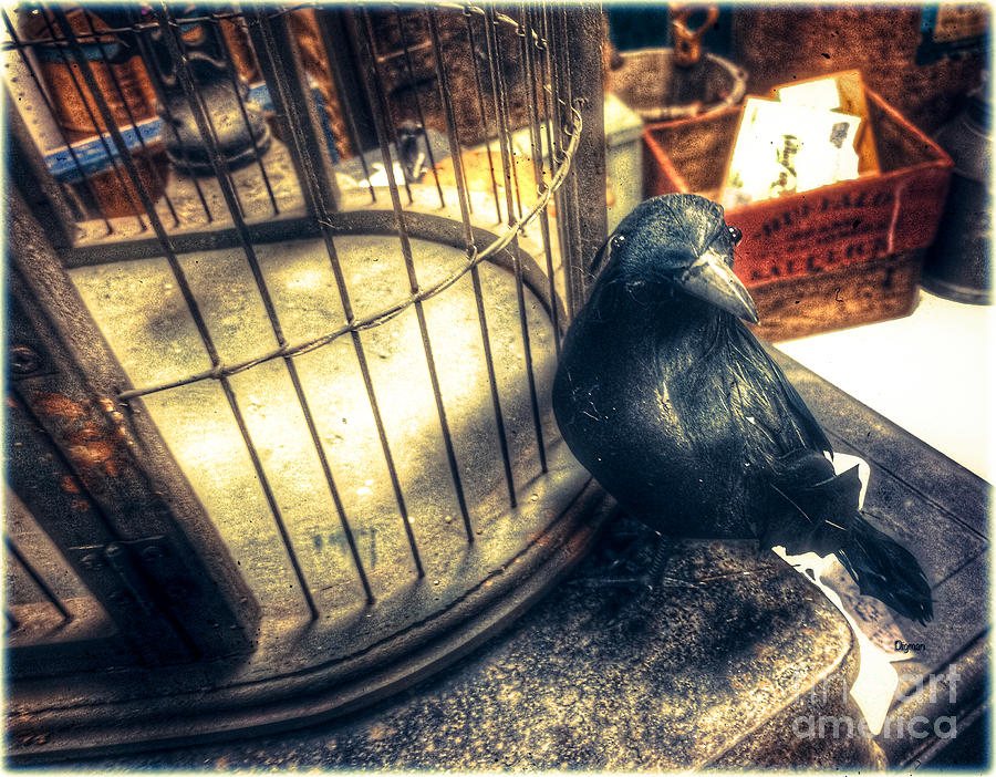 Bird Photograph - The Blackbird Attic by Steven Digman Bird Photograph - The Blackbird Attic by Steven Digman