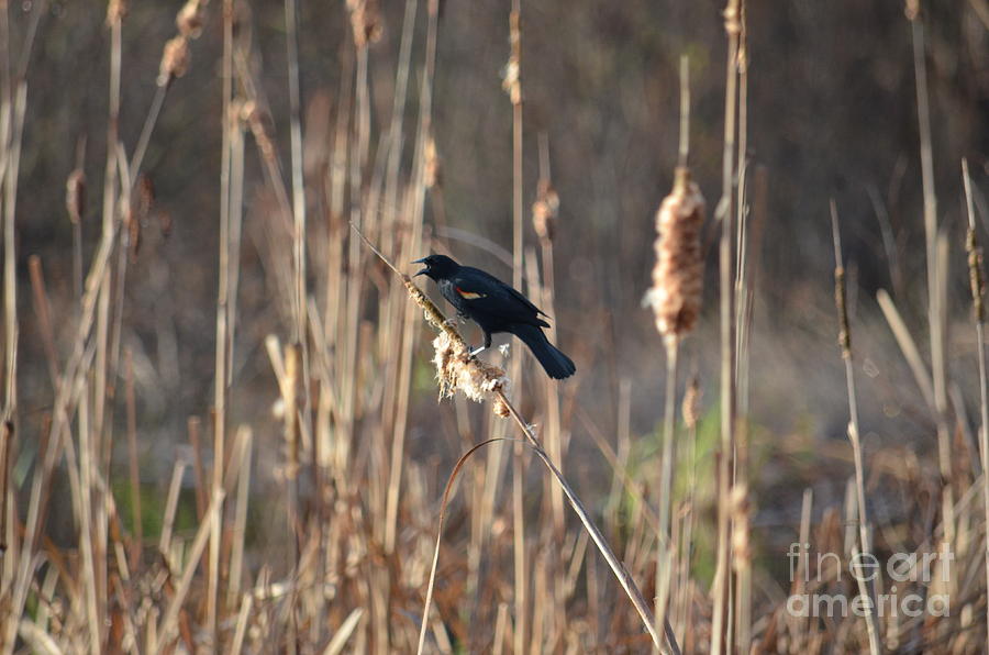The Blackbird Beckons Photograph by Maria Urso