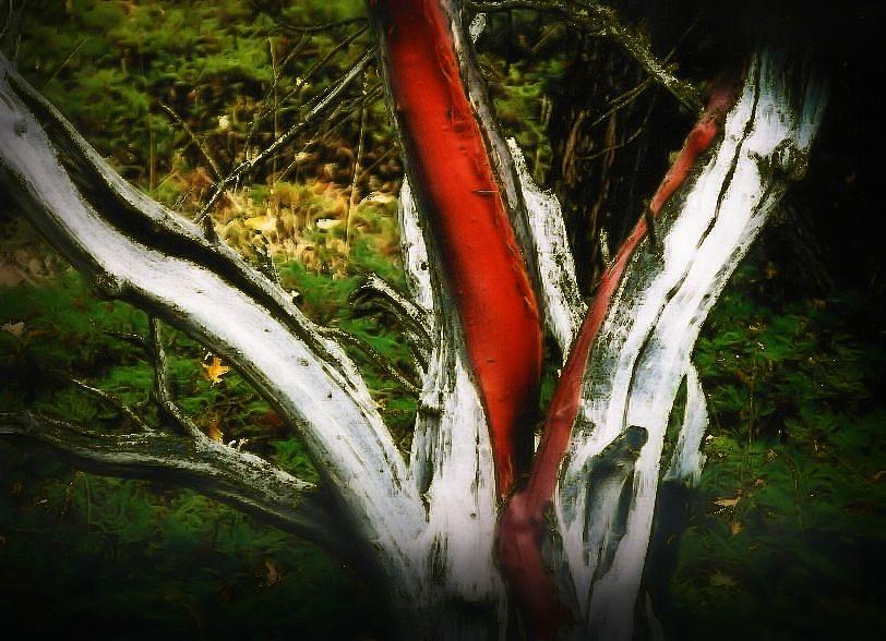 The Bleeding Tree Photograph by Nadalyn Larsen