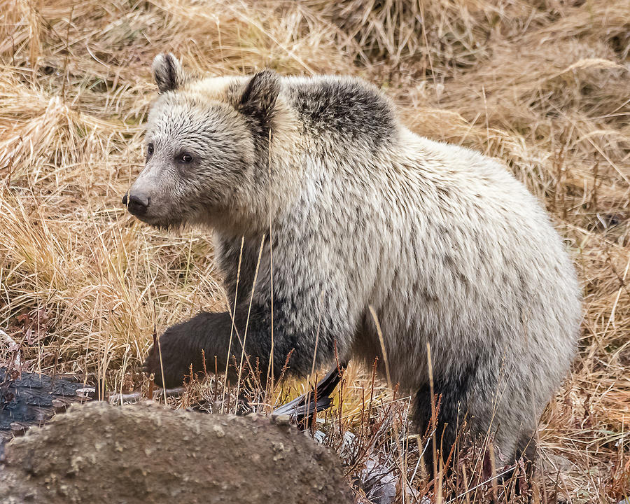 The Blonde Grizzly Cub Photograph by Yeates Photography