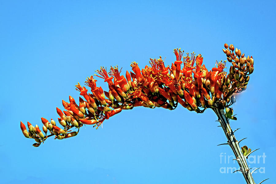 The Blooming Ocotillo Photograph by Robert Bales